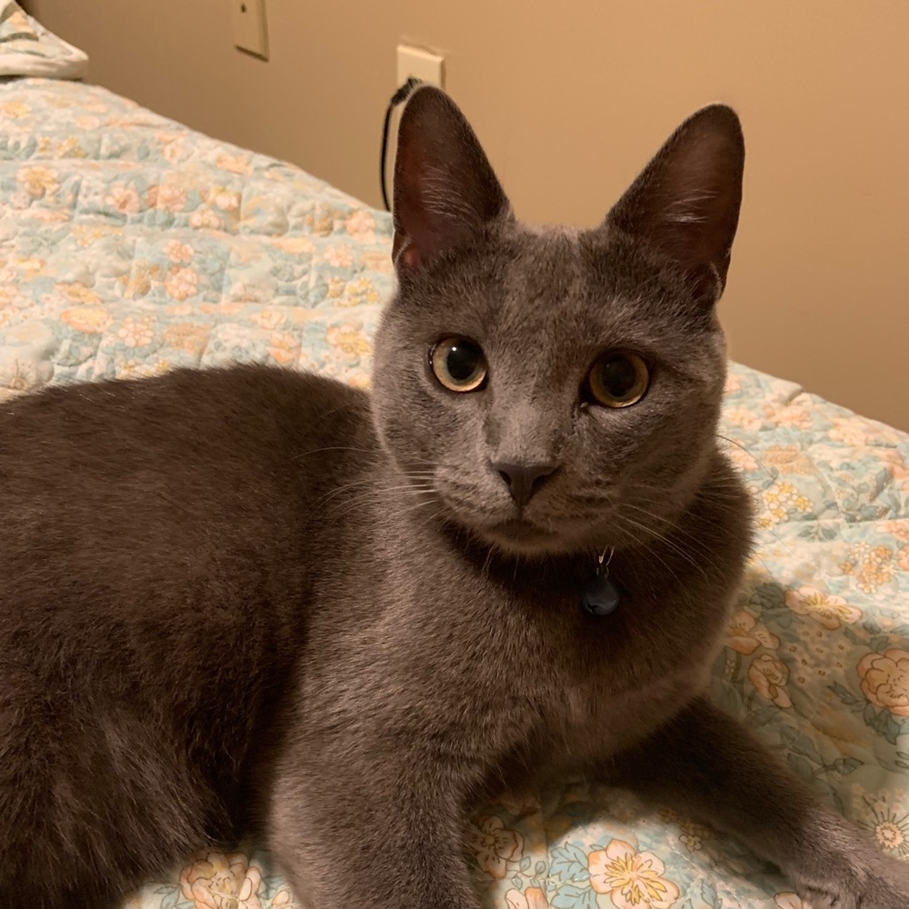 Meet your Posher, Kitty